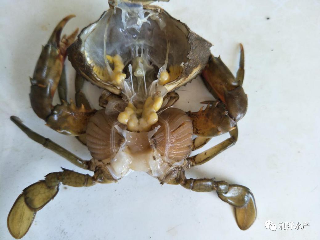 锯缘青蟹视频,锯缘青蟹