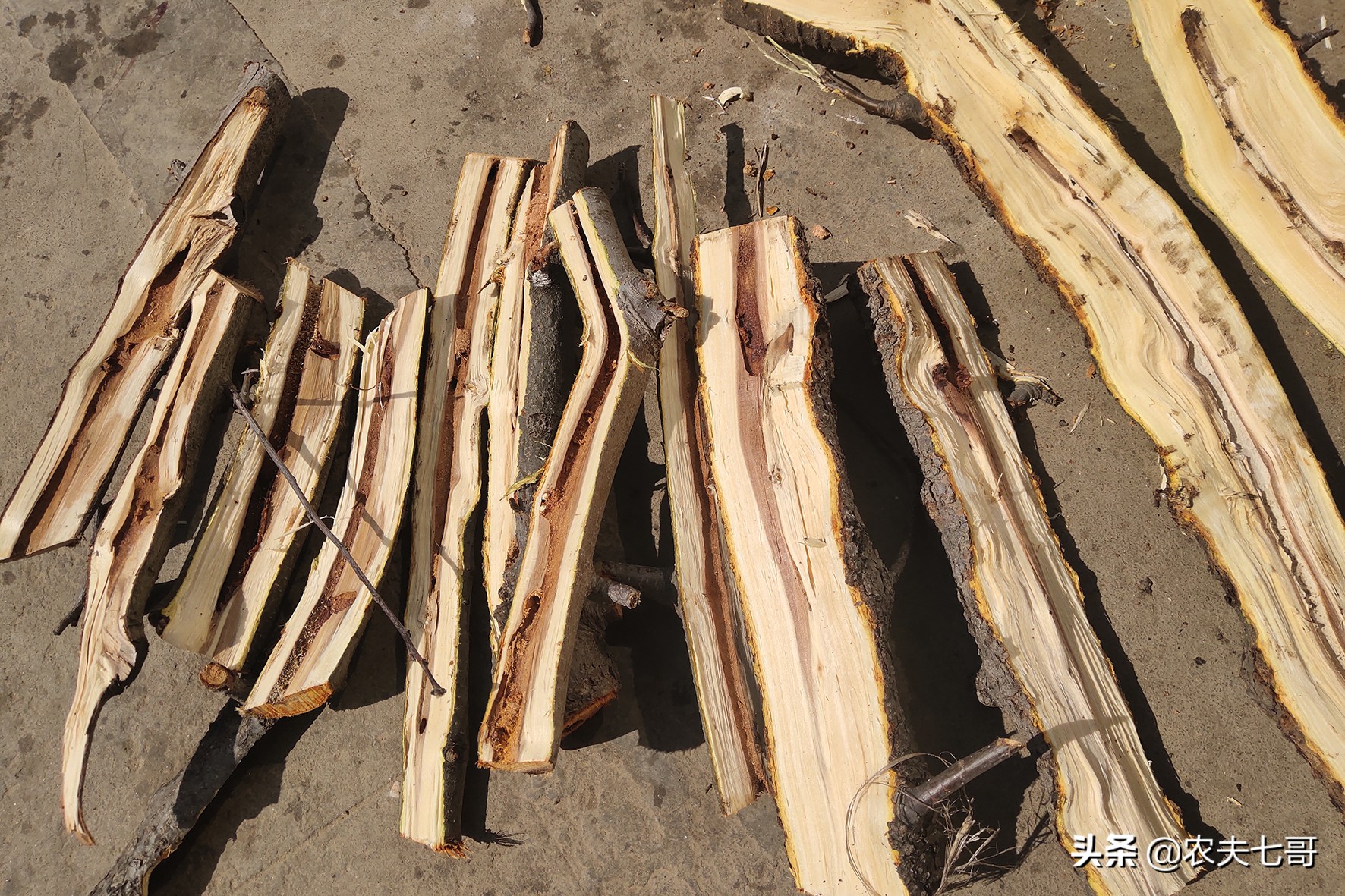 苹果树真菌病害,苹果树干木质部腐烂