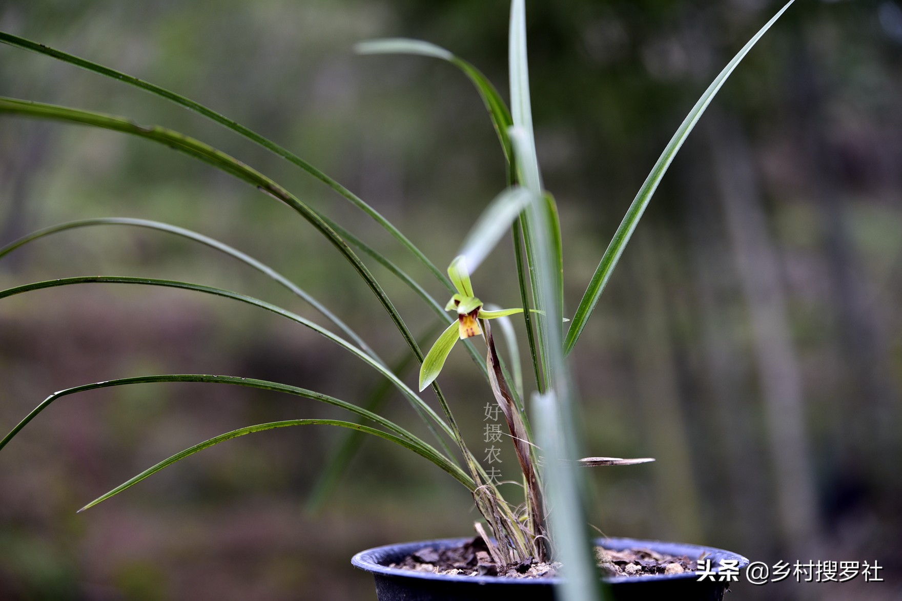蕙兰生长最快最好的方法,蕙兰怎么养能使蕙兰变翠绿