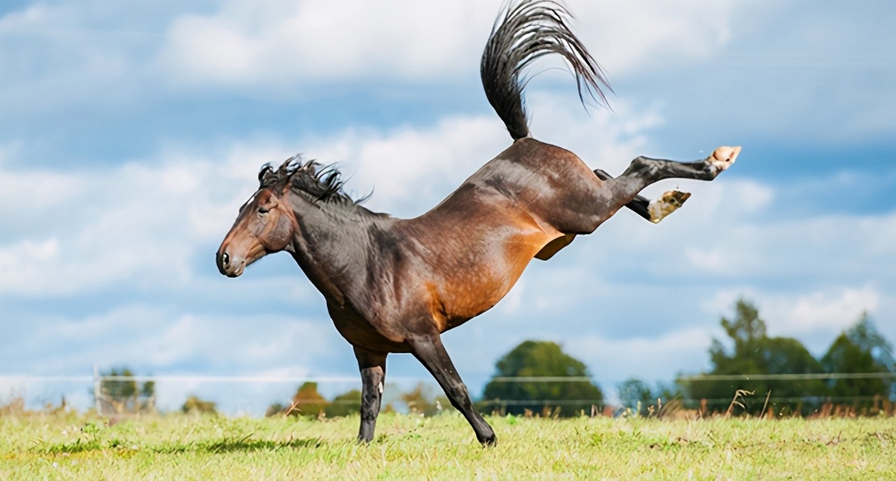 斑马后踢一脚的力量多大,马后腿有多大力量