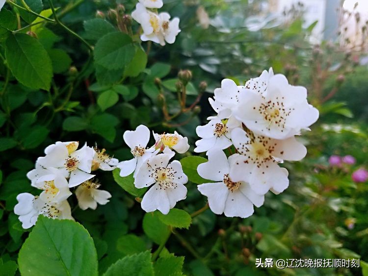 金樱子花美景图片,美丽的金樱子花