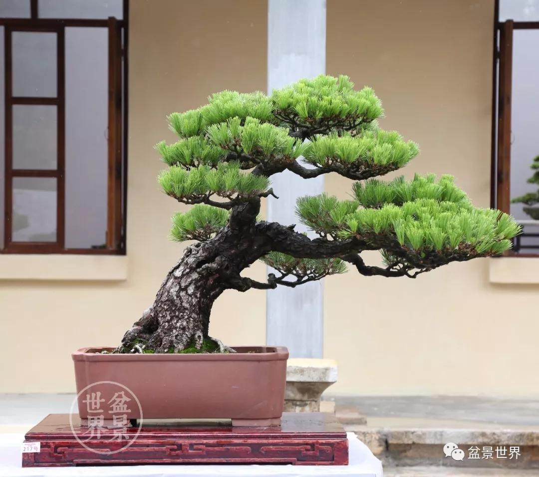 宿松十大顶级黑松盆景 (黑松微型盆景日本黑松30公分价格)