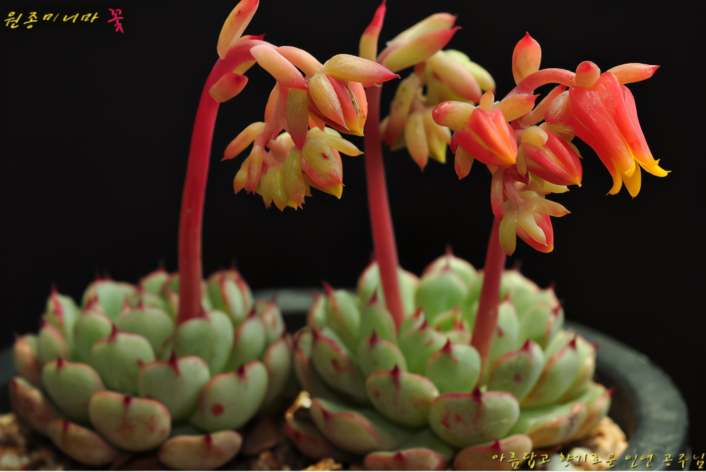 多肉公主艺术造型,韩国画多肉的女孩