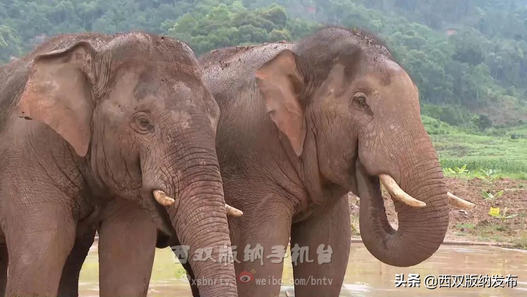 浜鸿薄鍜岃皭鍏卞,浜烘槸鎬庢牱涓庤嚜鐒跺拰璋愮浉澶勭殑浜嬩緥