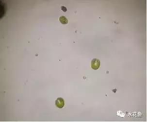 水产养殖水质评价标准,水产养殖水质怎么查看的