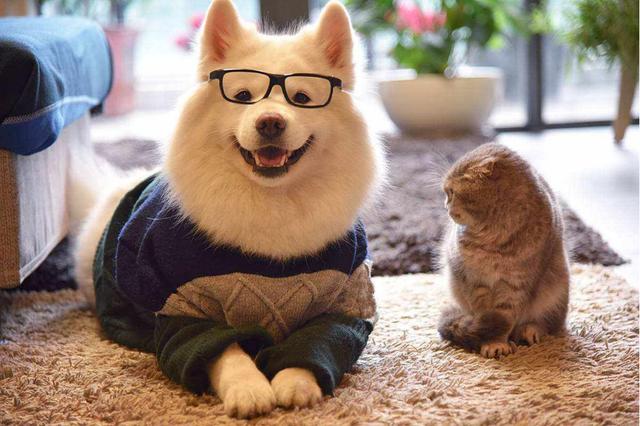 怀孕期间狗狗需要注意什么,狗狗怀孕注意事项和禁忌