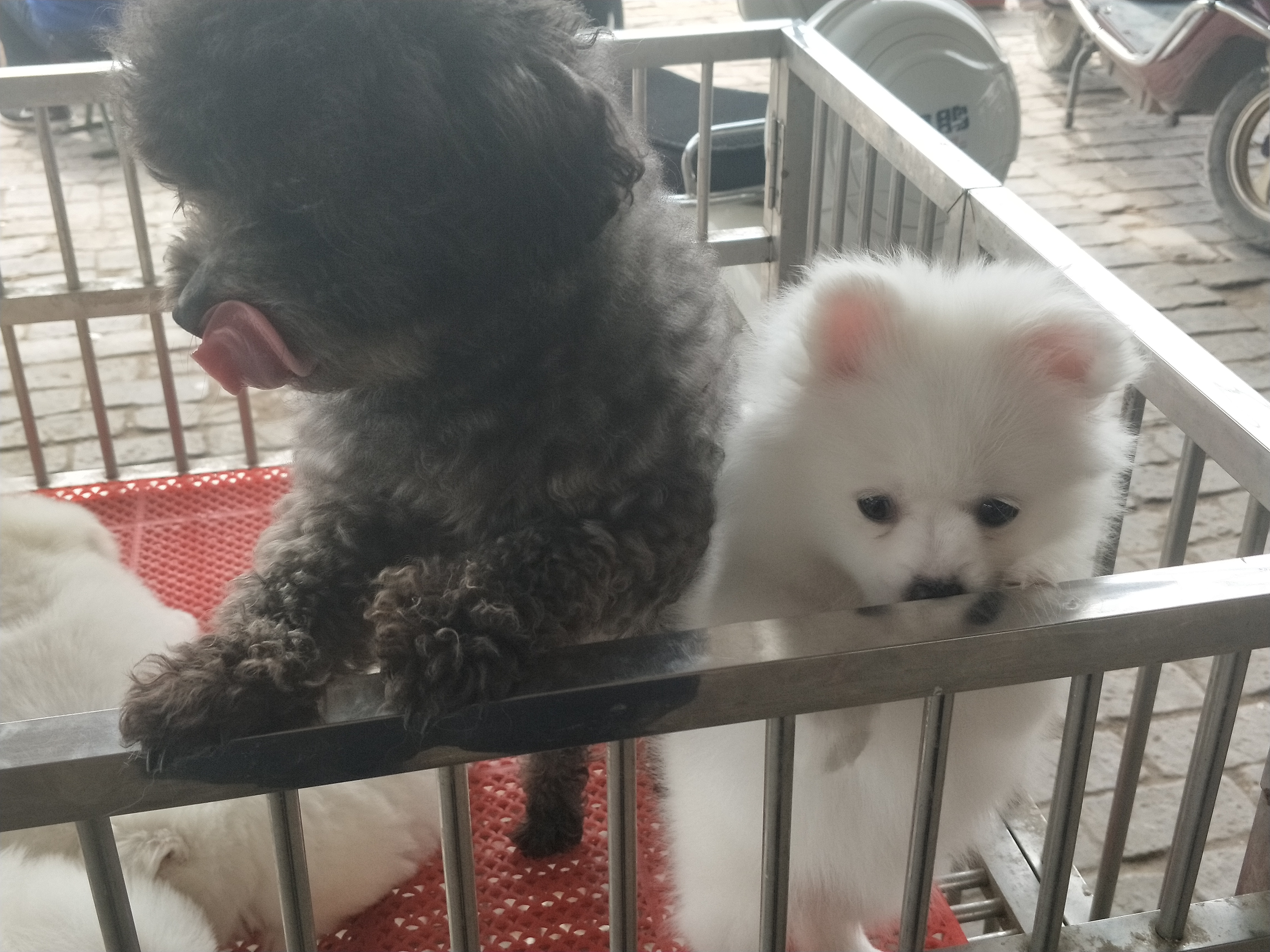 开封四大狗市排名,四种公认最好的狗市