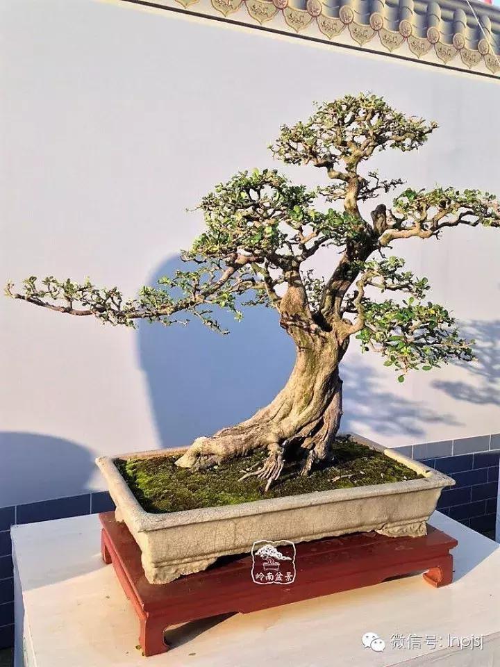 苍劲古朴挺拔有力的老桩盆景欣赏,老态龙钟盆景作品欣赏