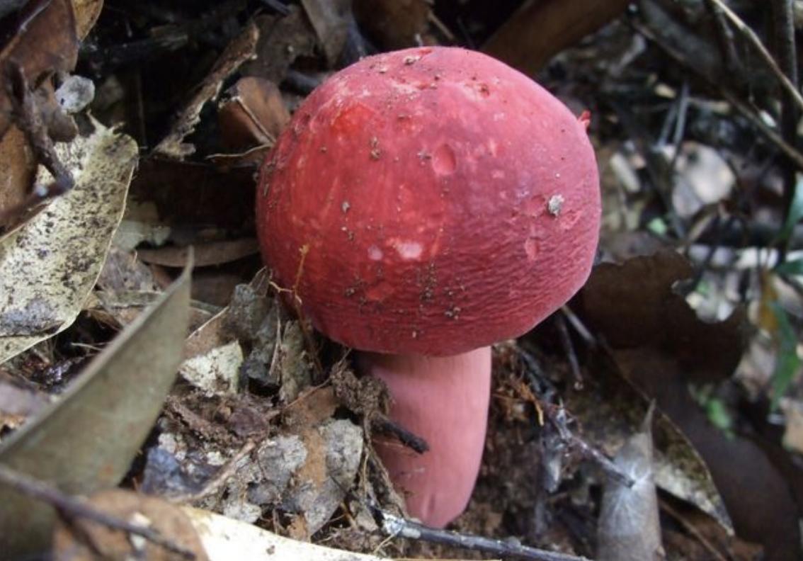 它长在山沟里，人称“红菇”，1斤“200元”不好买，见到是福气