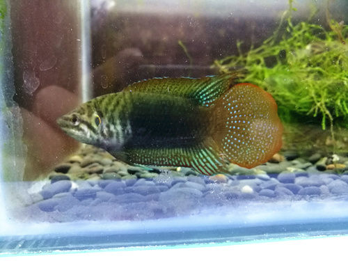 圆尾斗鱼能和泰国斗鱼杂交吗,圆尾斗鱼观赏鱼