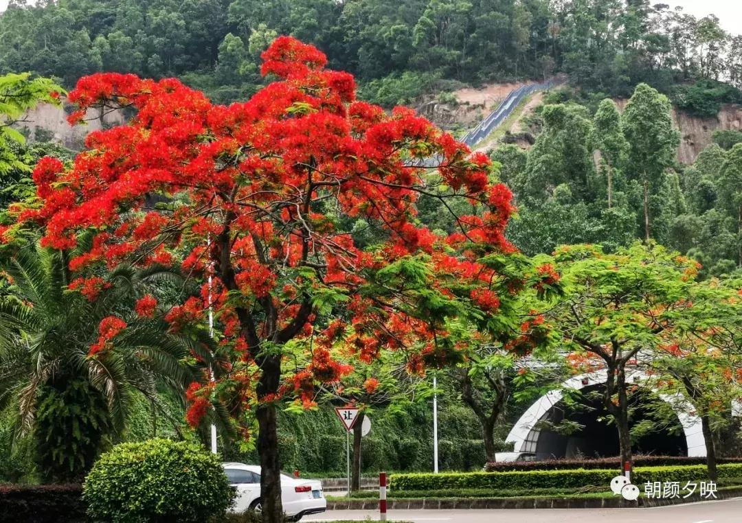 凤凰浴火时,盛夏晚晴天