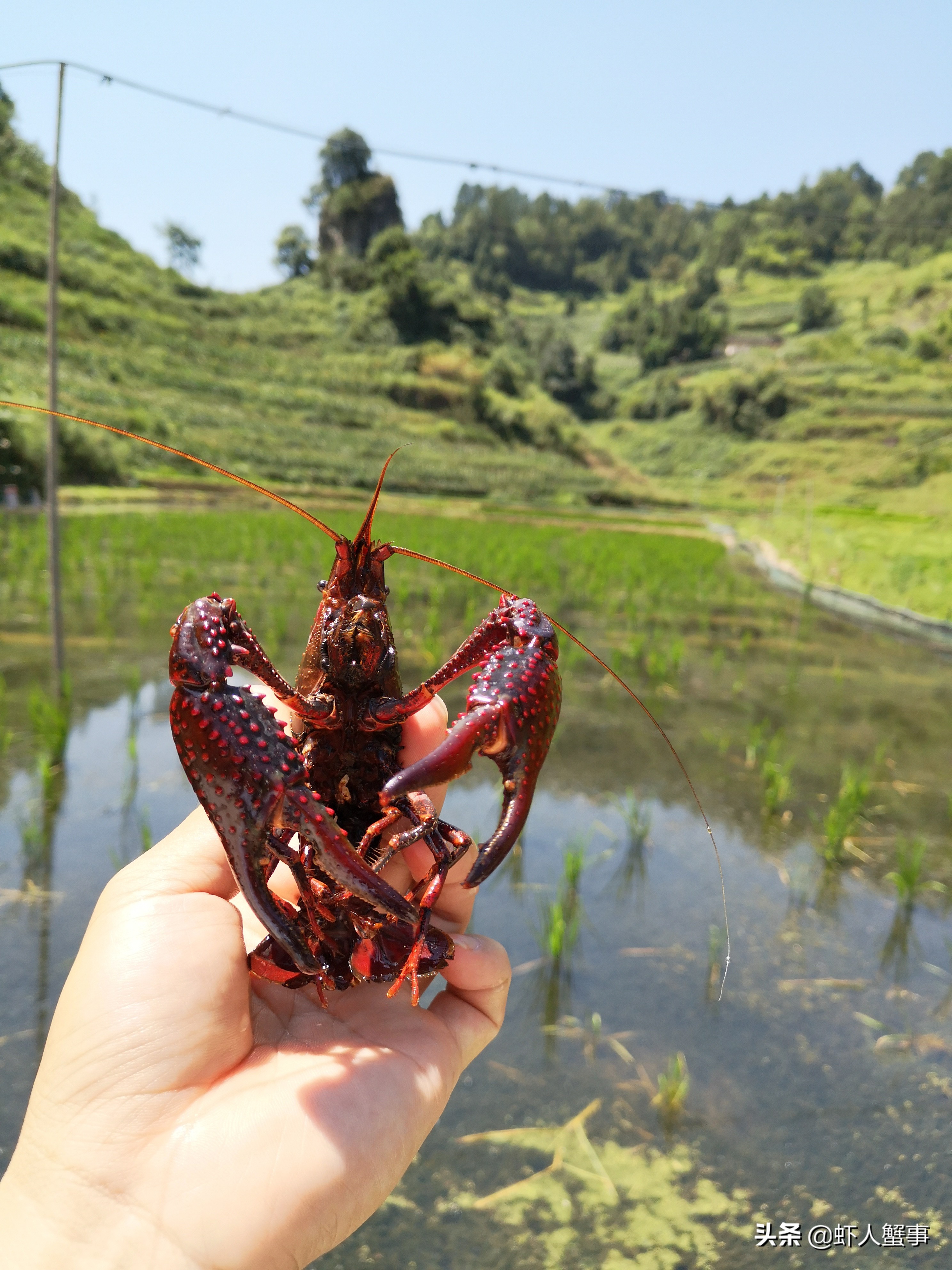 养殖小龙虾教程书,目前小龙虾养殖技术