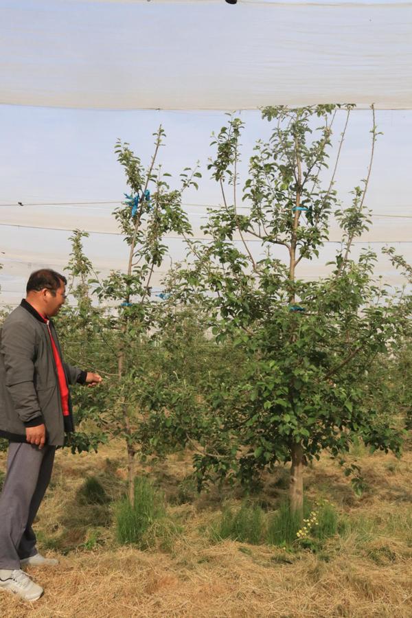 苹果树环切的正确方法,苹果树环切教学