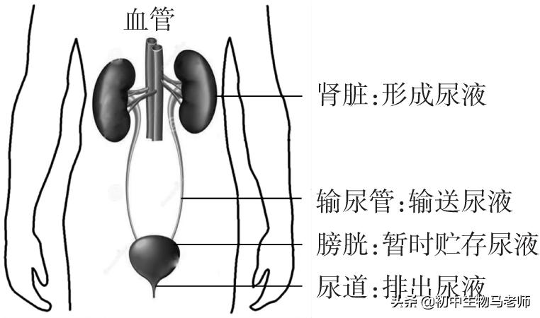 中考生物复习要点速记（人教版）第四单元生物圈中的人