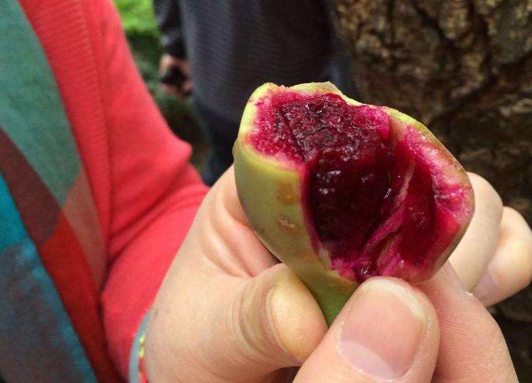 仙人掌长成仙人柱,仙人掌长了果子