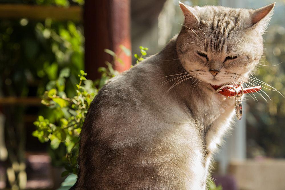 “蛇、蟒、猫、龙、细胞”，5本非人类的小说，让人感叹脑洞太大