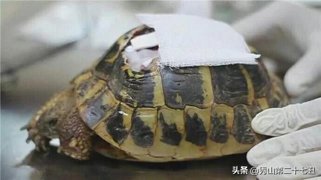 乌龟壳烂了一块,龟壳烂了一块