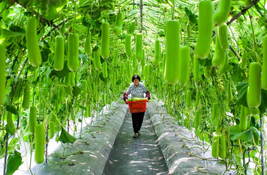 麒麟瓜种植成本与利润,瓠瓜种植收益