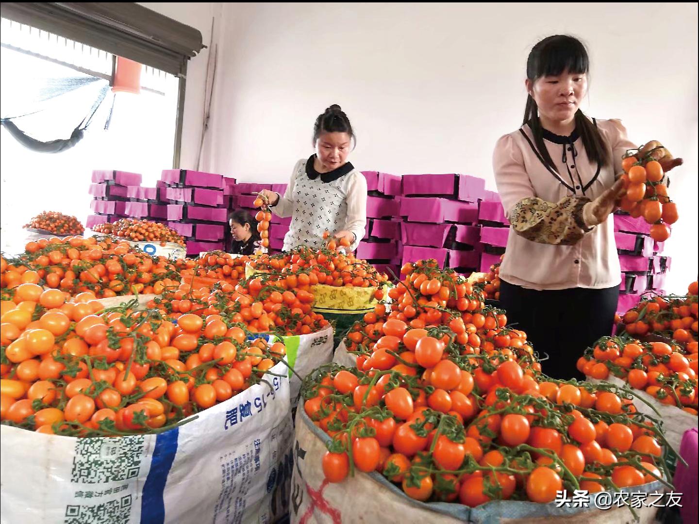 中国番茄第一村,番茄第一村