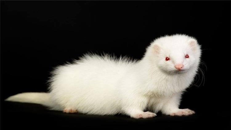 宠物貂可以活多少年,宠物貂能活多少年