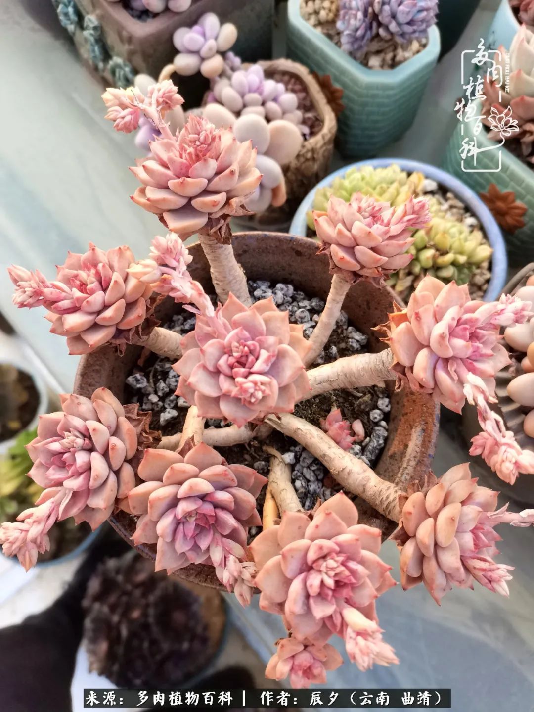 缂辩换鏃栨棊钁宠暏鐢熼,缂辩换鏃栨棊钁宠暏鐢熼鍑哄