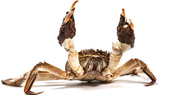 关于螃蟹科普知识,螃蟹科普