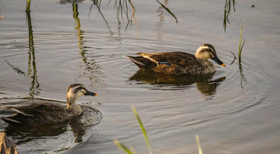 涂上黄色的“润唇膏”，TA就是野鸭中最靓的仔
