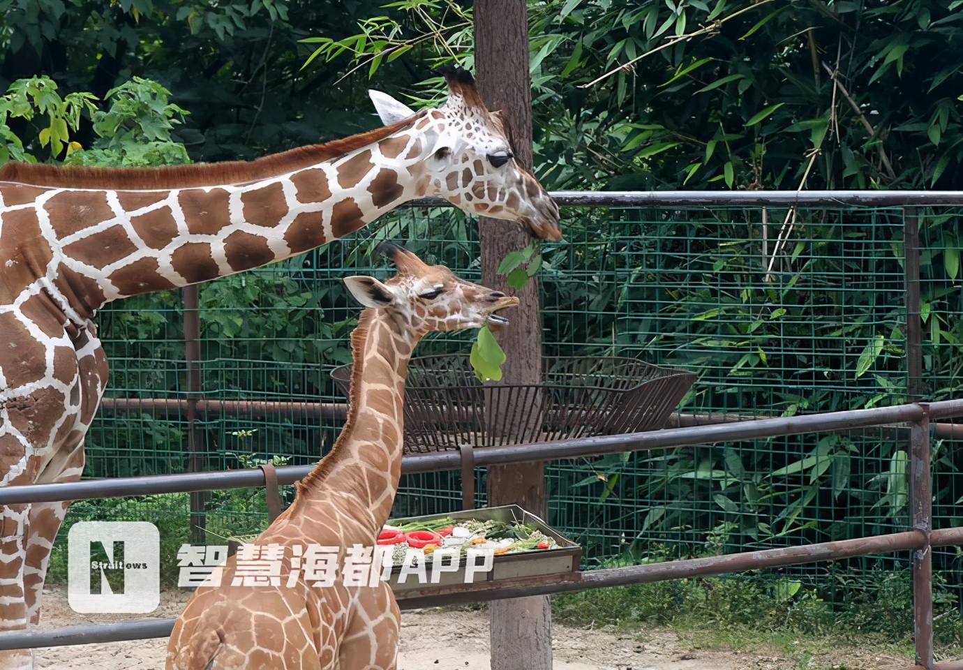 最特别的“百日宴”!小长颈鹿父亲节办派对