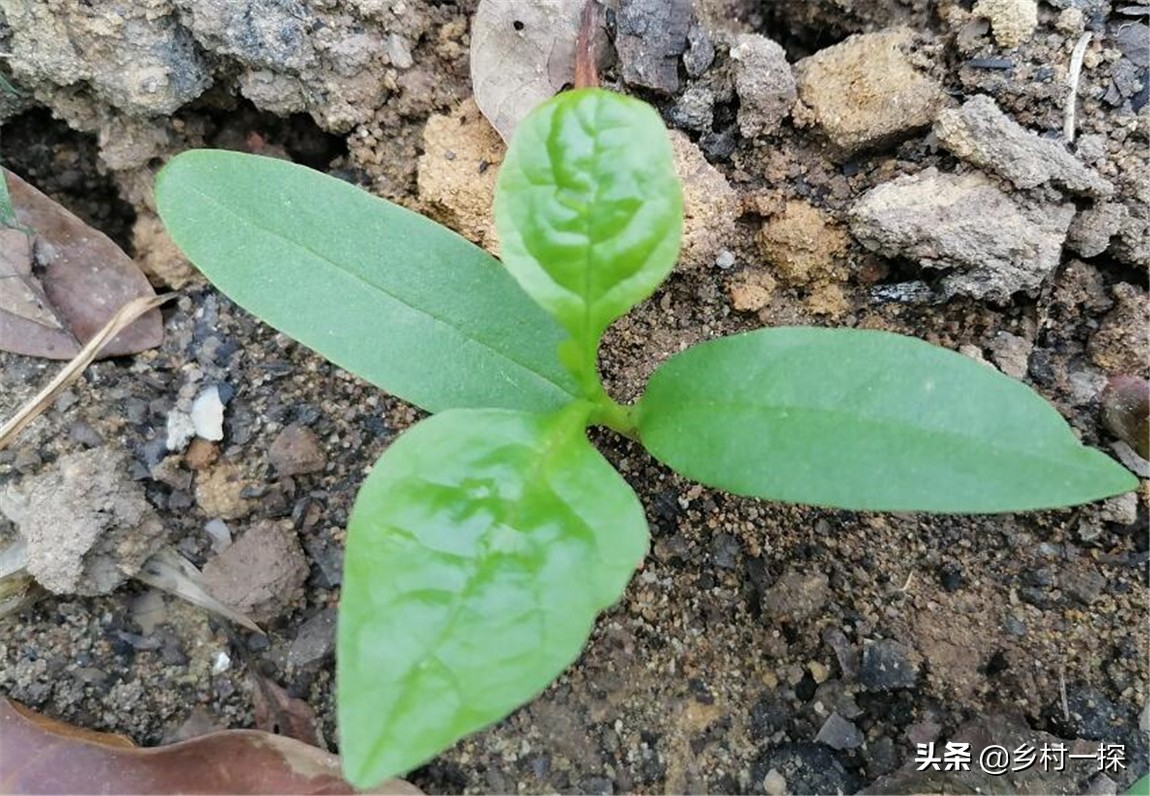 种植生菜很苦怎么补救,种植生菜的注意事项和禁忌