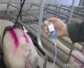 如何快速的找到人工授精的方法,人工授精的方法和步骤图