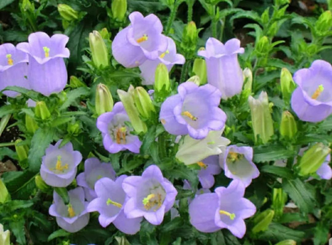 铃儿响叮当双音和弦五线谱,铃儿响叮当三级长笛