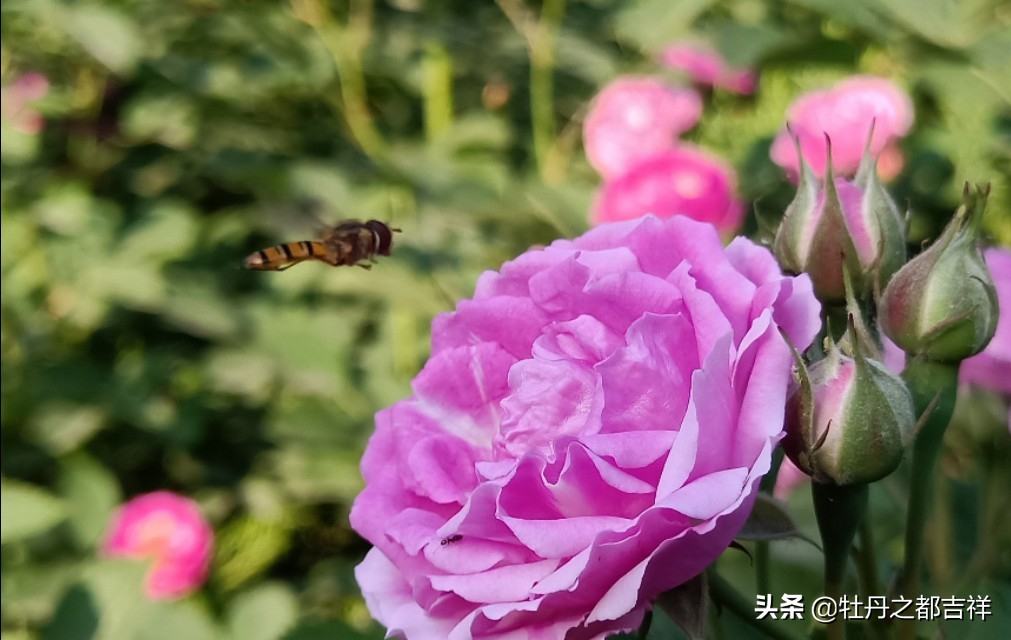 小小精灵采蜜忙，蜜蜂鲜花两相映！小手机拍出大意境