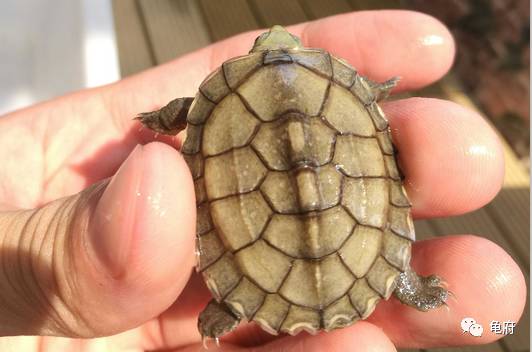 鉴赏花草模板,小青苗照片