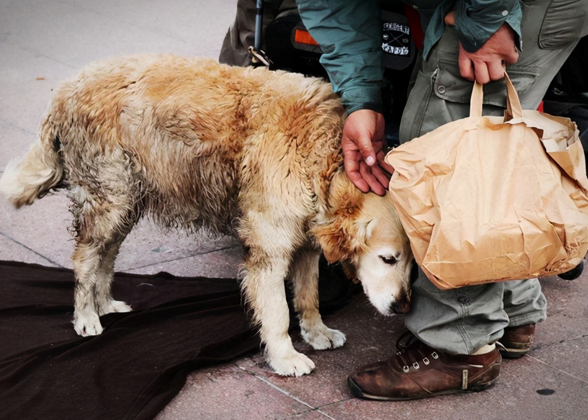 最近为什么狗狗大多数都会死亡,狗狗濒临死亡前几个小时的症状