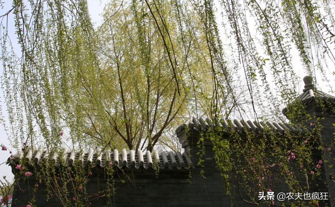 门前有柳树风水怎么说,门前栽柳树的说法