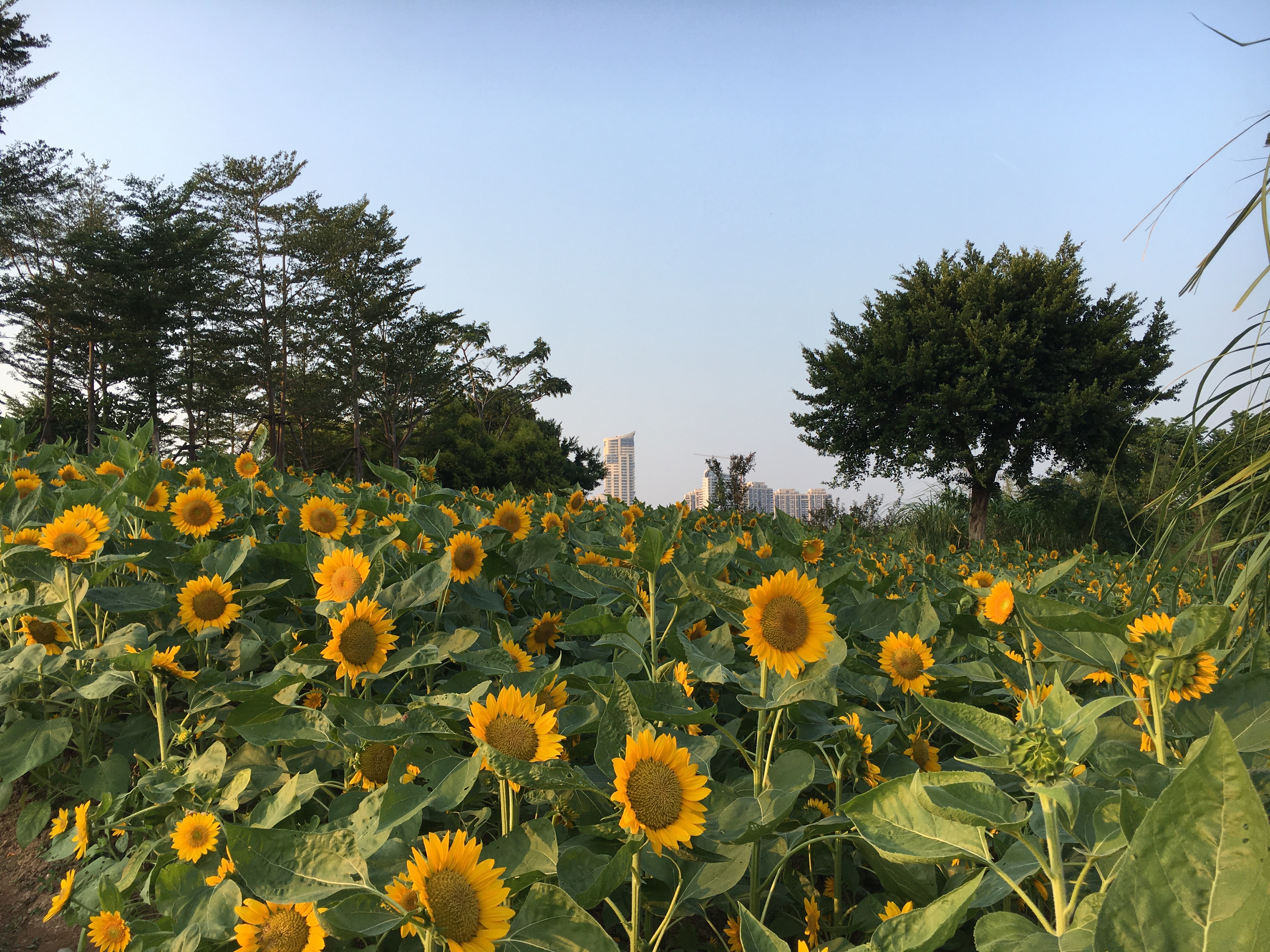 园博园旅行年卡 (旅游年卡 园博园)