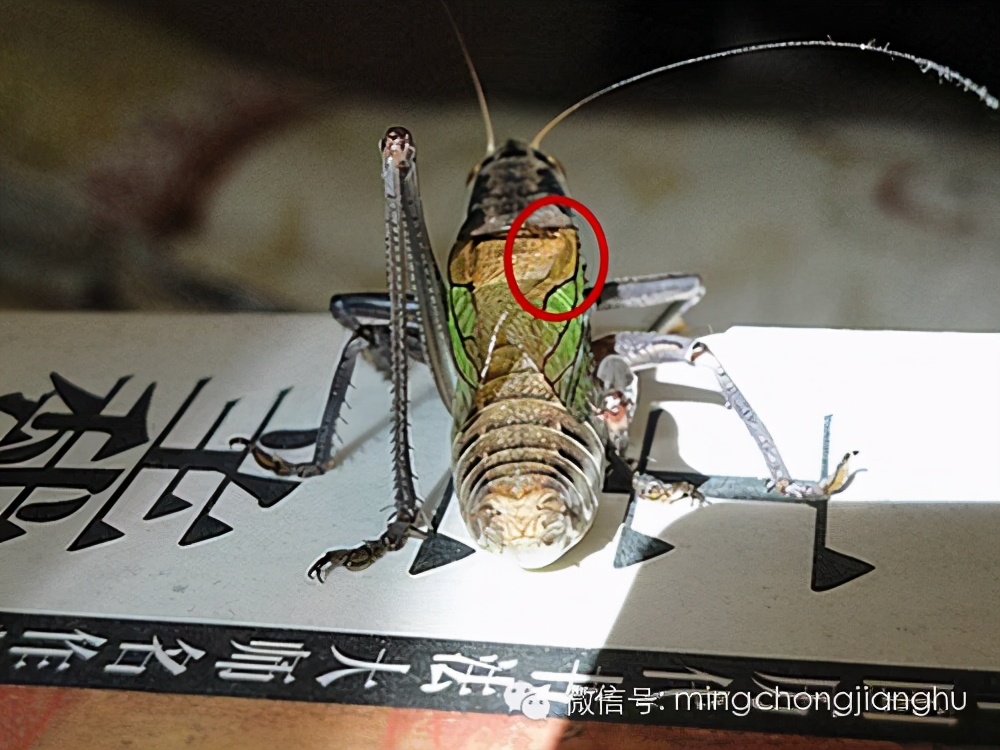 冬蝈蝈怎么挑选,介绍蝈蝈的说明方法