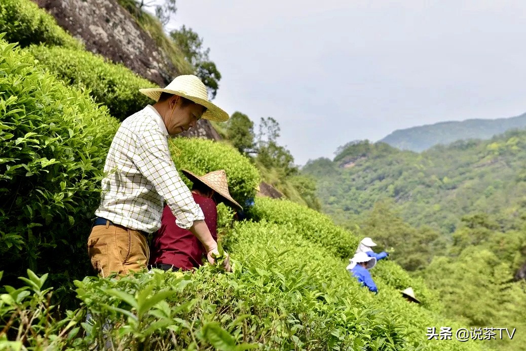 一家值得推荐的茶叶店,古朴典雅的茶叶店