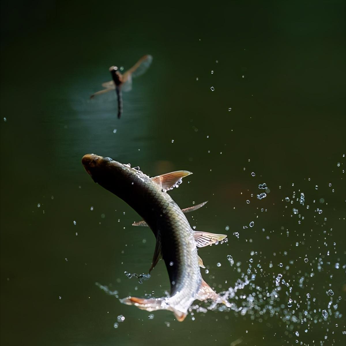 马口鱼又香又脆,马口鱼有灵性吗