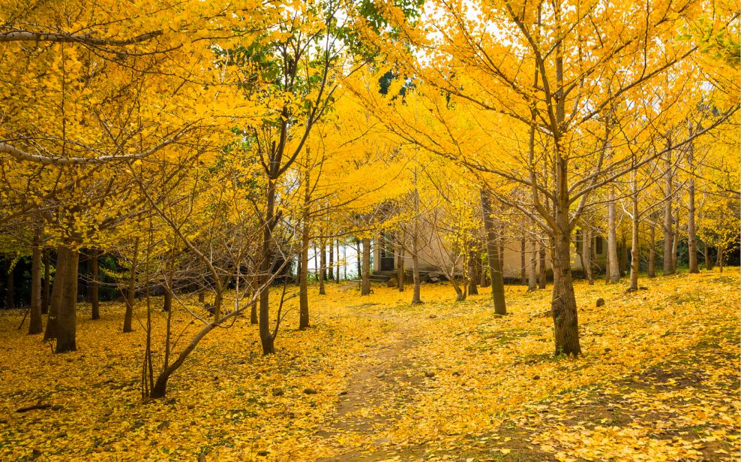 还没想好国庆去哪?自驾2.5小时,在秋日里泡温泉吃美食