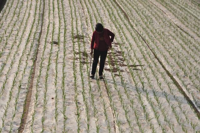 大蒜叶片发黄是什么原因,大蒜叶片变干变黄防治方法