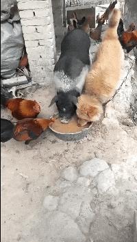 爆笑gif为了我的八块腹肌拼了,成年人幽默搞笑gif图片带字