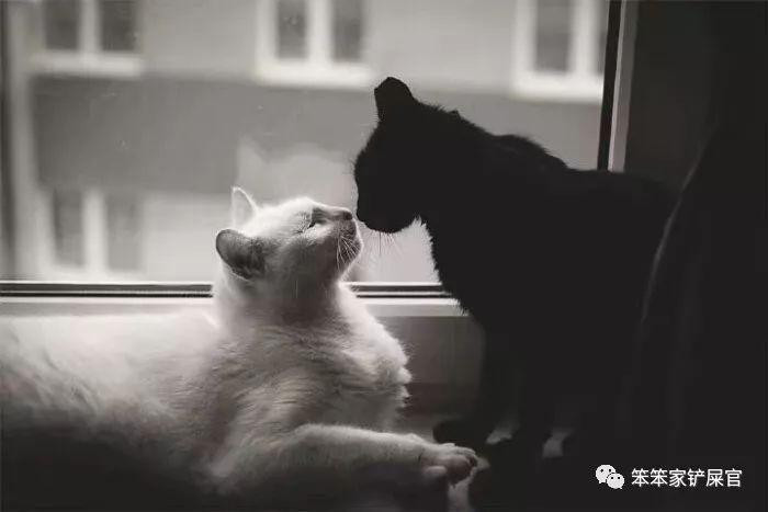 被猫抓了咬伤一定要打针吗,被猫抓了出血了要打狂犬病疫苗吗