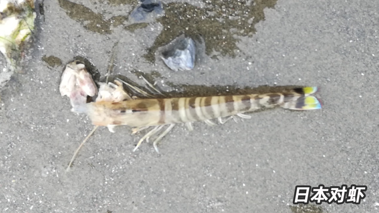 基围虾由什么得名,基围虾真的是品种名么