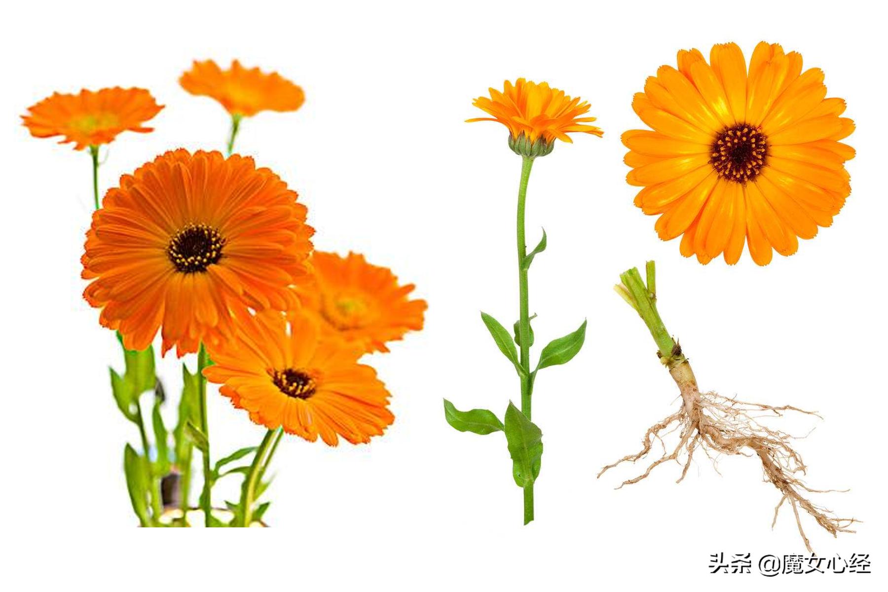 舒缓型护肤品主要功效是什么,修复镇静舒缓肌肤护肤品的卖点