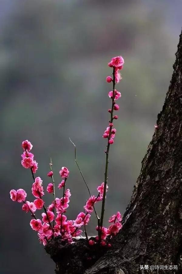 关于梅花我们应有怎样的人生追求,关于梅花我们想到了什么