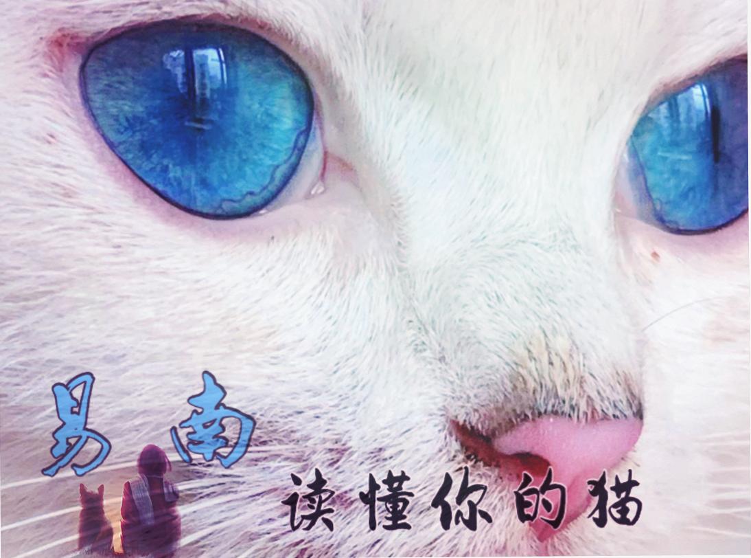 猫鼻支打喷嚏用什么药,猫咪喷嚏浓鼻涕怎么治疗