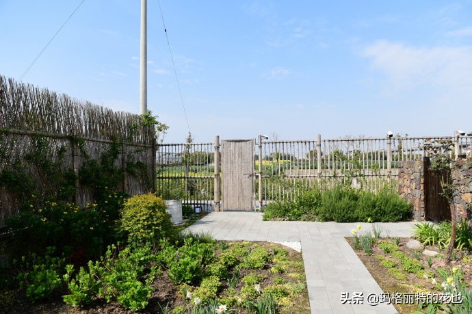 上海洋水仙,上海璞素上居民宿抖音团购