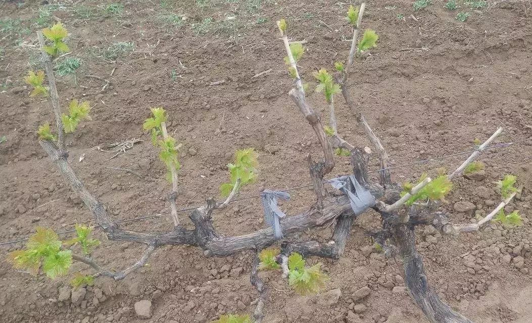 葡萄树春季管理,春季如何修剪葡萄树常用修剪方法