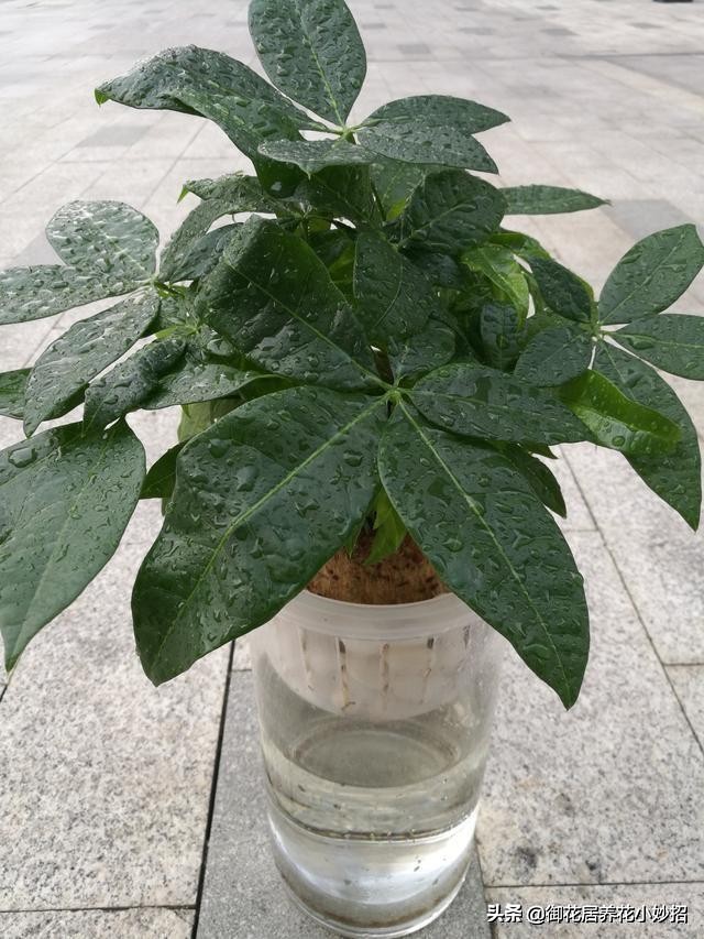 发财树有什么养花技巧,养花技巧发财树怎么养护